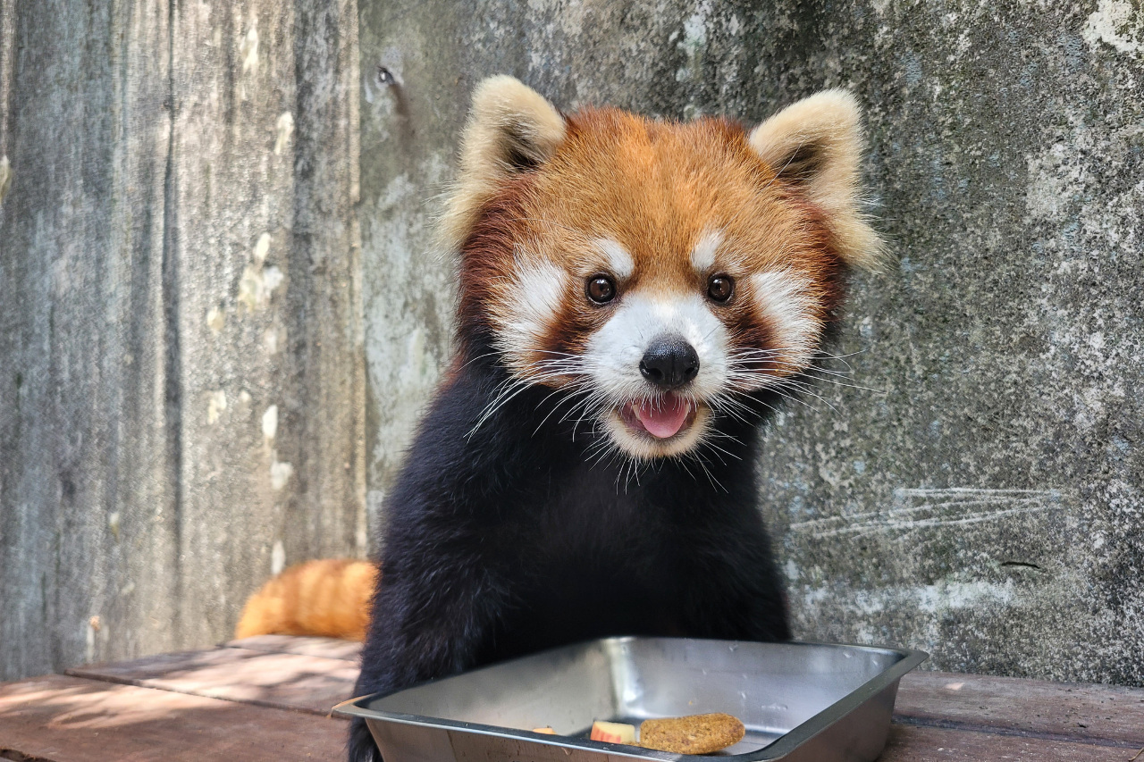 台日合作小貓熊保種 「可頌」移居多摩動物公園
