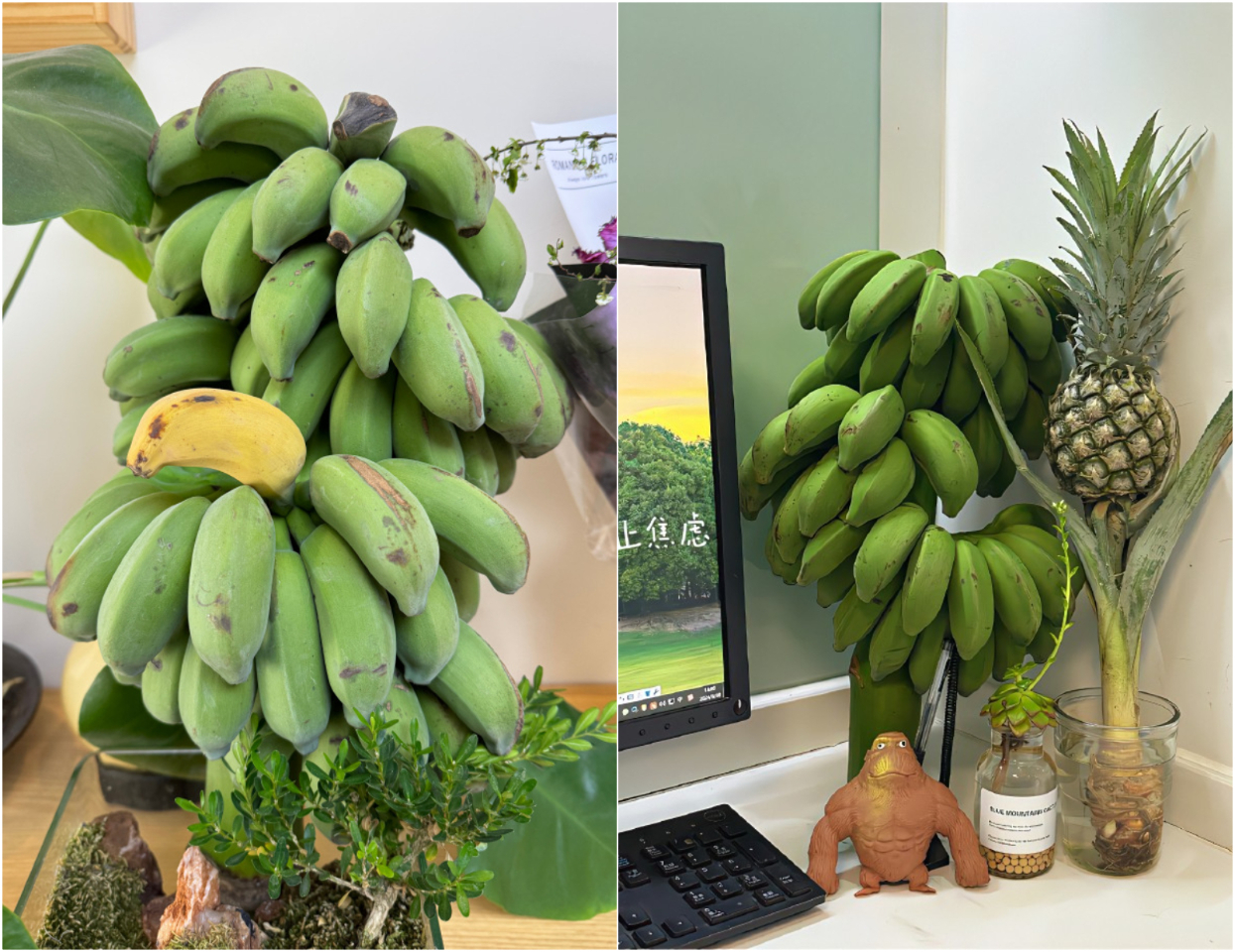 「禁止蕉綠」 中國年輕人流行辦公桌種香蕉