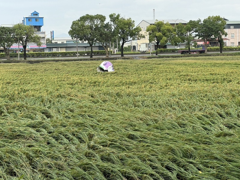 颱風康芮農損近8億水稻最傷 救助方案啟動
