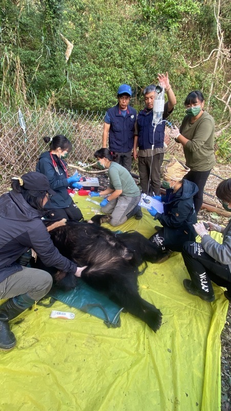 黑熊入侵花蓮5處雞舍 林保署誘捕成功首例精準捕捉
