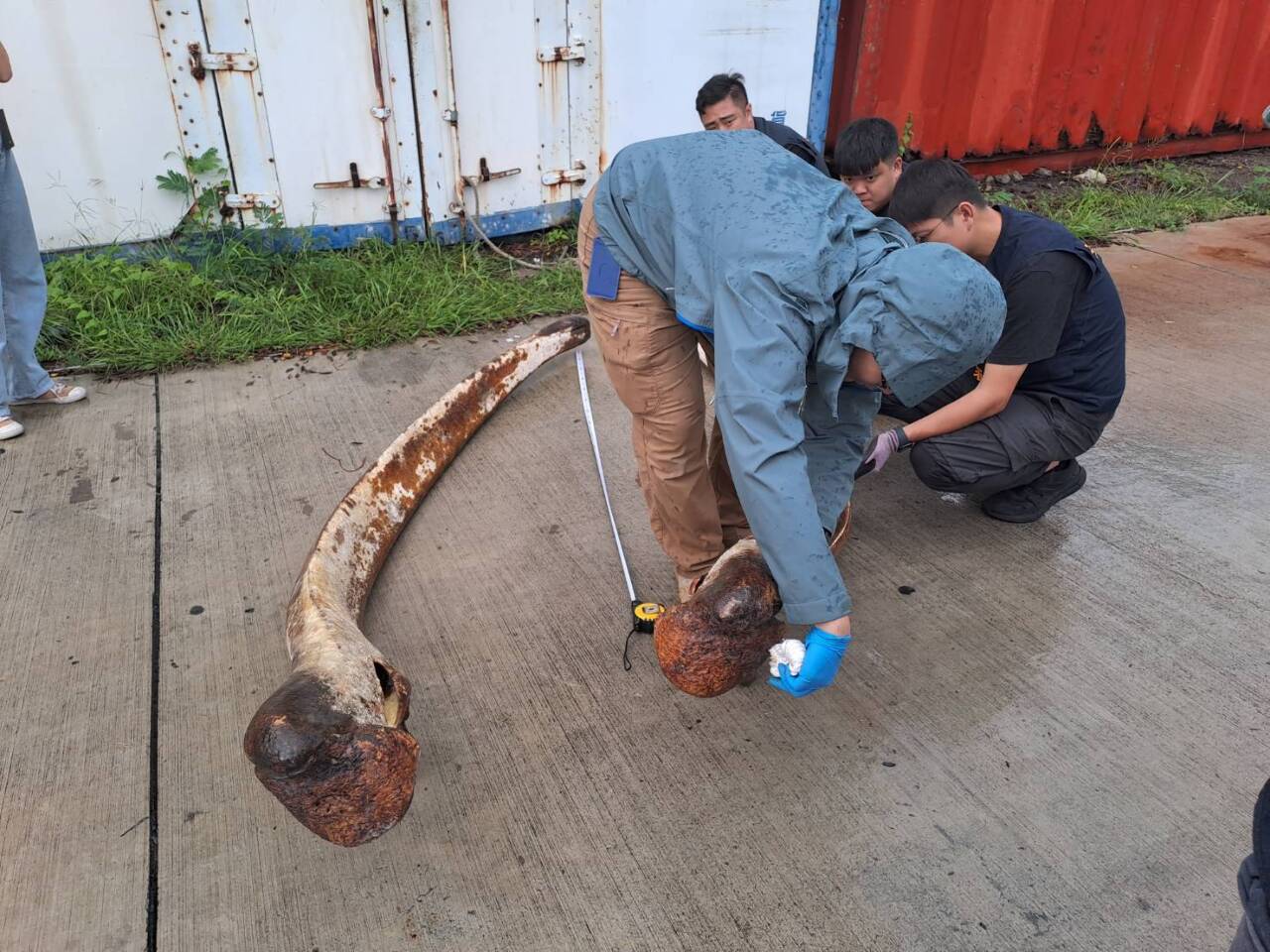 民眾網路賣鯨魚下顎骨遭緩起訴 海保署：鯨魚屬保育動物 勿販售相關製品