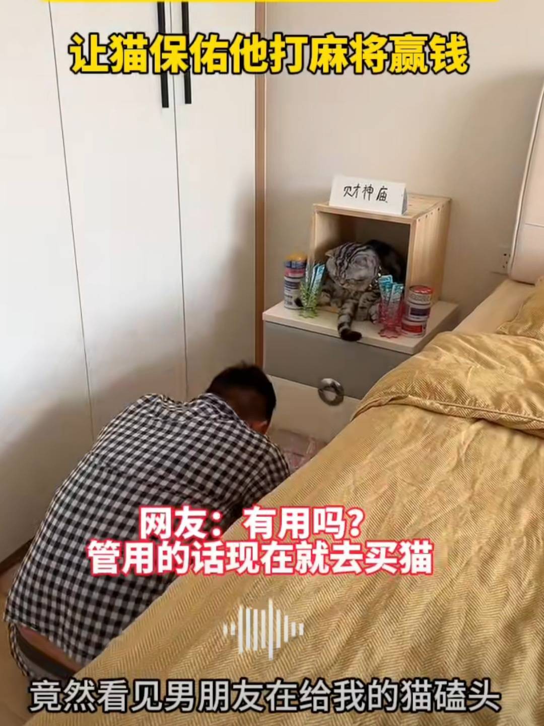 微信上的中國／寵物貓變招財貓 只為打麻將贏錢