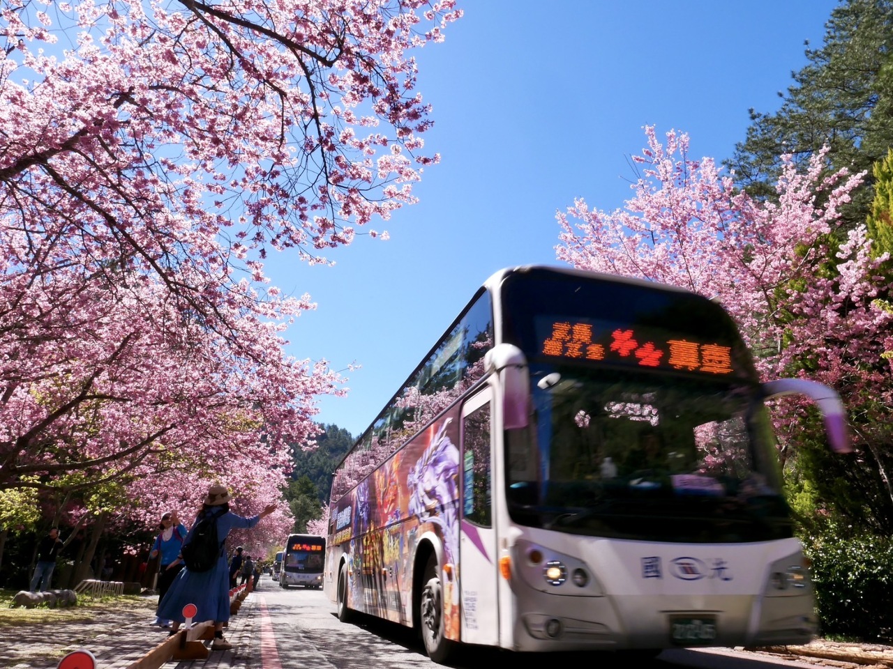 武陵農場櫻花季2/8綻開 228連假首度實施高乘載管制