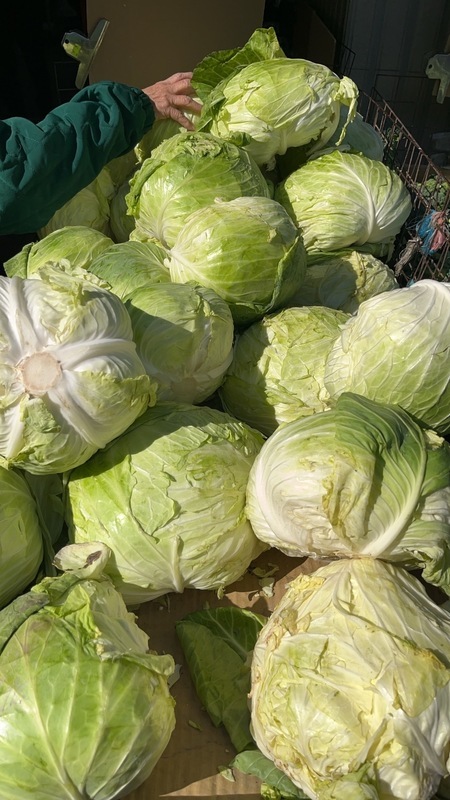 供應充足菜價回跌 傳統市場高麗菜每台斤19元
