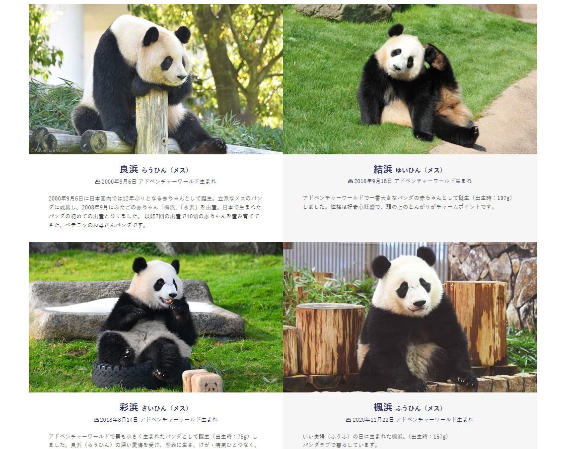 中國外交部證實 日本4隻貓熊將返中