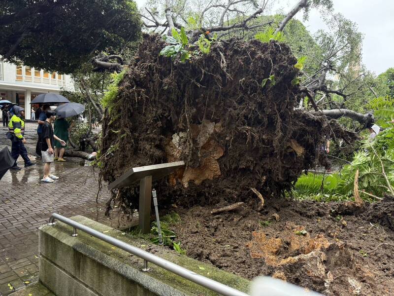 樹木傾倒釀學生傷亡 逢甲大學：痛心與遺憾